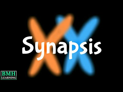 Video: Wanneer vindt synapsis plaats?