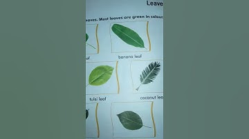 Types of Leaves। Different Plant Leaves। Science।