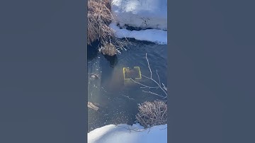 Setting an otter dive set. Beaver and otter trapping in Northern BC
