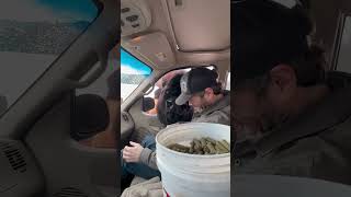 Man Hand Feeding a Friendly Bison through Vehicle’s Window