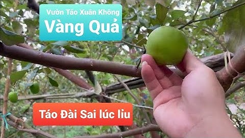 Thăm Vườn Táo Năm Nào Cũng Sai Tĩu Quả I Núi Đồi Lục Ngạn