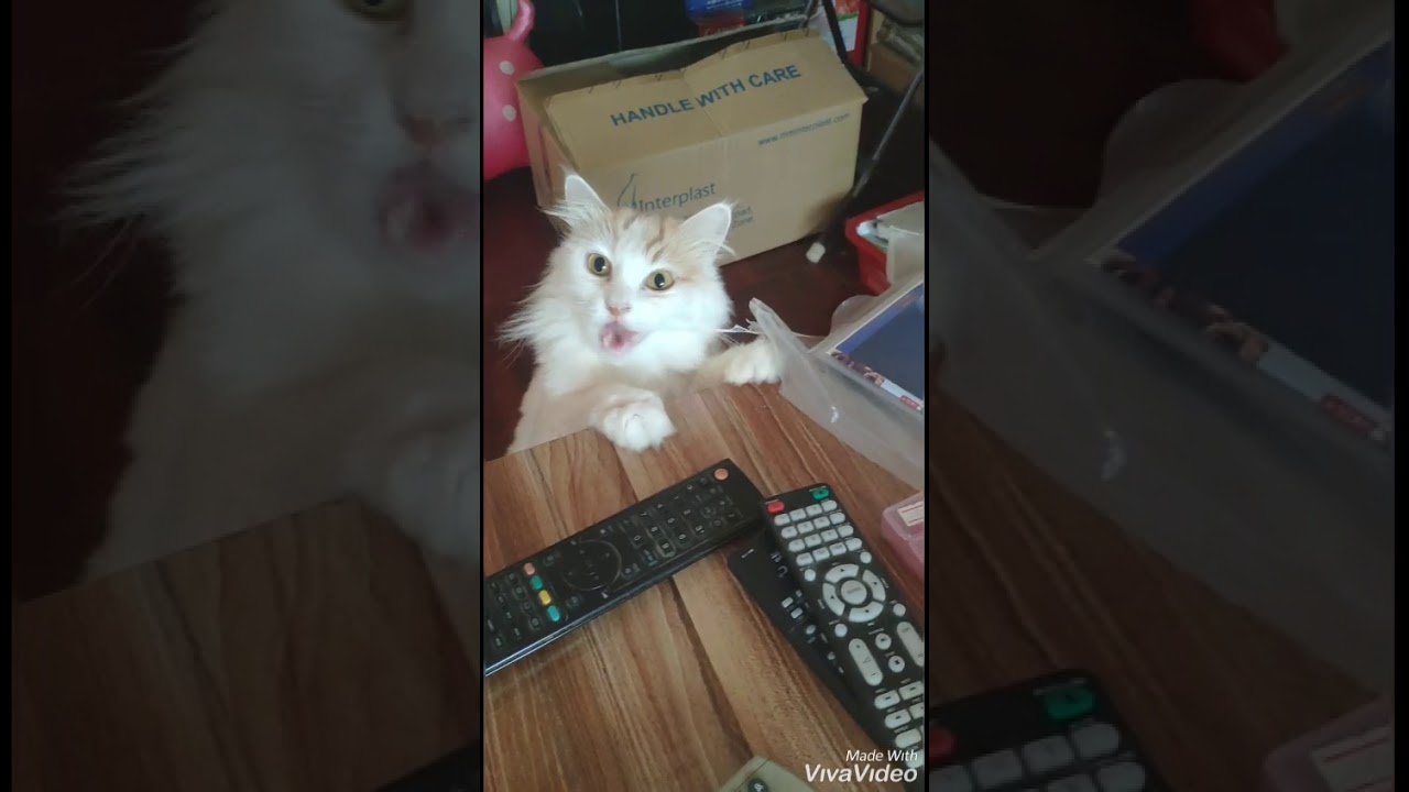 Chewing plastic 😂 YouTube