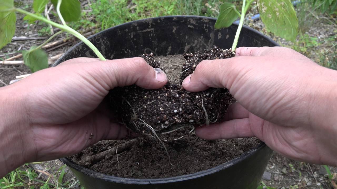 野菜の栽培 オクラの育て方 プランター栽培 農作業 Youtube