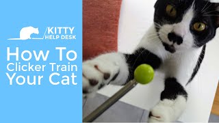 How To Clicker Train Your Cat