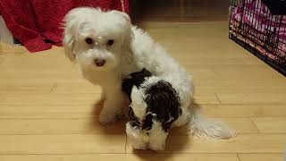 NonStop Playing  Day 41  Puppies Journey #playful #havanese #cutedogs