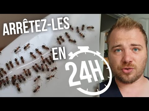 Vidéo: Comment Se Débarrasser Des Fourmis Dans Un Appartement (rousses Domestiques Et Autres): Recettes à L'acide Borique Et Autres