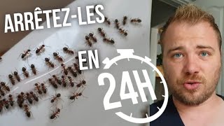 Comment éliminer efficacement les fourmis dans sa maison ?