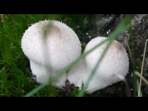 Vidéo: Serushka aux champignons au lait comestible