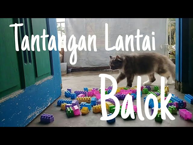 Tantangan Kucing | Tantangan Lantai Balok | class=