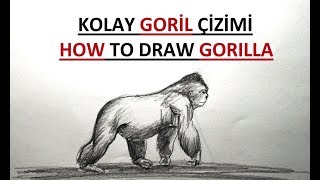 Goril Çizimi / Karakalem Kolay Goril Resmi Çizimi / Maymun Çizimleri