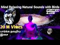 Mind Relaxing Natural Sounds in The Forest\ Relaxing Music&amp;Natural Sounds Birds\Relaxing Sleep Music