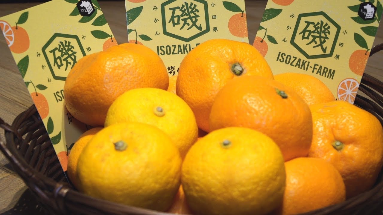 スプリングバレーブルワリー キリン磯崎社長の畑で収穫 みかんビール Youtube