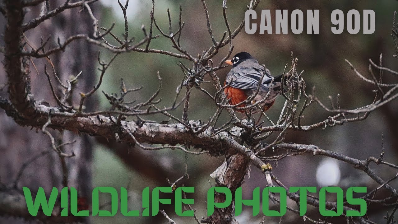 Using the Canon 90D Back Yard Bird Photography