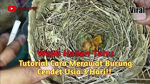 Tutorial Cara Merawat Burung Cendet Usia 3 Hari!!