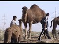 Camel market in the Karakum Desert outside of Ashgabat Turkmenistan