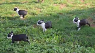 Boston Terrier Puppies For Sale