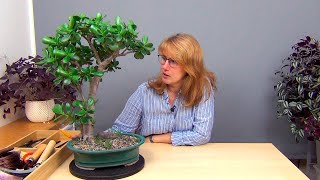 видео: Обрезка взрослой крассулы (ч.5). картинка: Обрезка взрослой крассулы (ч.5).