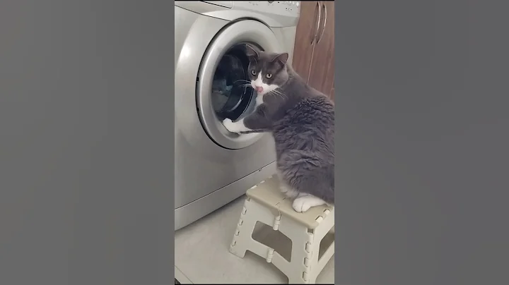 Watch the video about Kitty has grown (washing machine for size comparison) #cats #animals #pets #videos #kittens #shorts