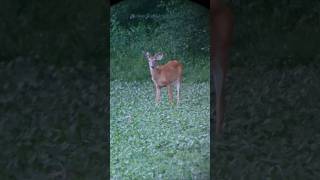 Find me on the back roads! #hunting #scouting #deerhunting #whitetail #deerseason #shorts #bucks