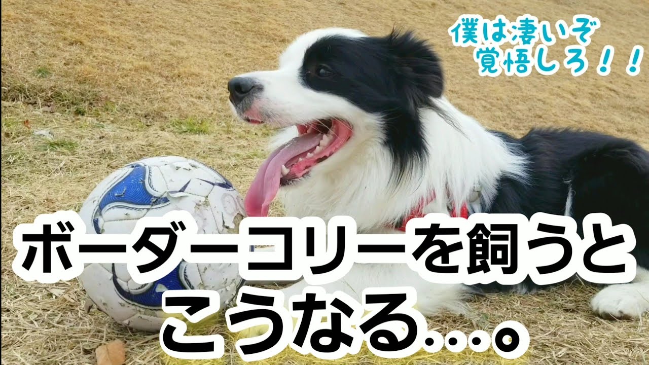 ボーダーコリーを飼うということ どんな犬 Youtube