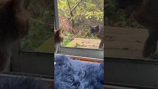 Siamese Cat Vs Orange Tabby/Maine Coon Cat