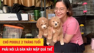 Chó Poodle 2 Tháng Tuổi - Phải Nói Là Đàn Chó Poodle Này Mập Quá Thể - Phương Cún TV by Phương Cún TV 530 views 8 months ago 6 minutes, 1 second