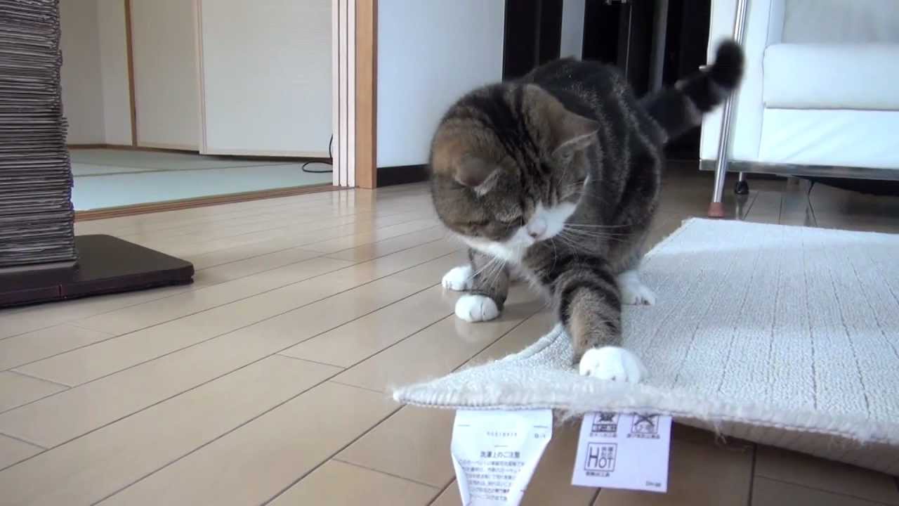 遊ぶねこ16。-Playing Maru 16.- - YouTube