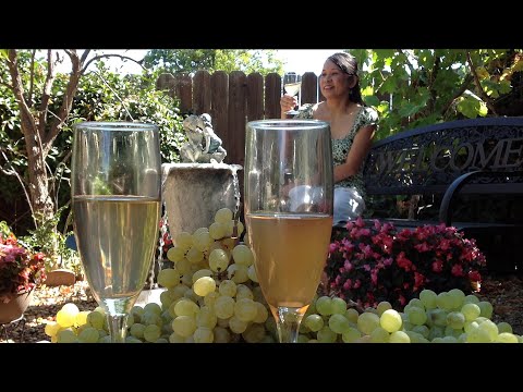 Como fazer Vinho Branco-fermentando uvas em álcool Receita