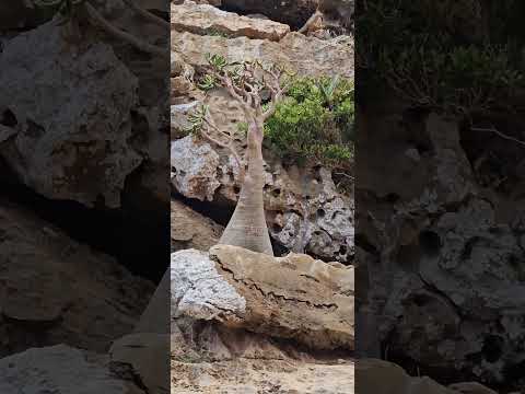 سقطرى اجمل بقاع الأرض