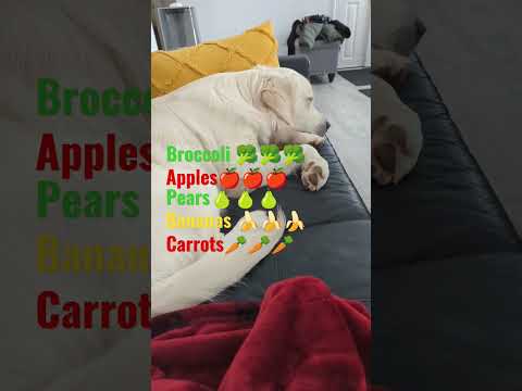 Sleepy dog wakes up when hears the word chicken #dog #chickenlovers#dogsofinstagram #shalinbhanot 2023 mới nhất