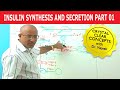 Insulin - Synthesis and Secretion - Part 1/4