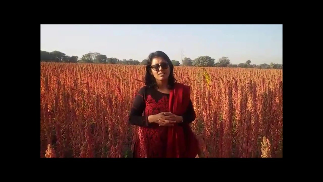 Cultivation of Quinoa in India YouTube