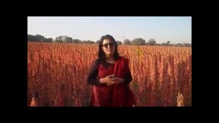 Cultivation of Quinoa in India
