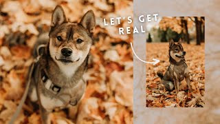 WHY I will NOT get a SHIBA INU again 🫢 by Aoki and Anaïs 3,194 views 6 months ago 6 minutes, 48 seconds