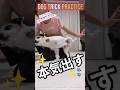 Dog Trick Practice | Aichan & Friends #犬のいる暮らし #練習 #かわいい #ドッグトリック #dogtricks #shorts