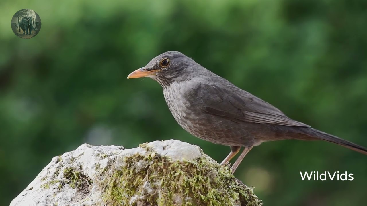Learn Bird Language  with WildVids ep 1
