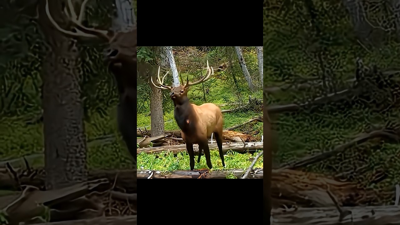 Невероятная встреча с могучим лосем | Эпическая охота 🔥🦌 #охота #elkhunting #wildlife #challenge