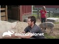 Adorables cerditos son los consentidos de la granja | Refugio en el Granero | Animal Planet