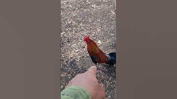 qaib dib cob tiag tiag.gà mồi cực đông