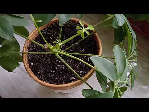 Video: Voiko Schefflera ArboricolaKasvien olla myrkyllisiä koirille?