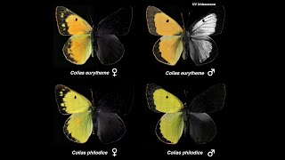 GW Research: Genetic Basis for UV Iridescence in Butterflies