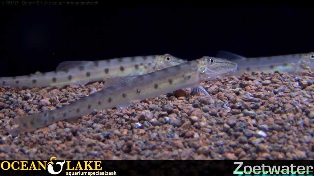 Ocean & Lake Zoetwater Update week 41