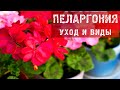 Садовые истории с Ольгой Платоновой 07