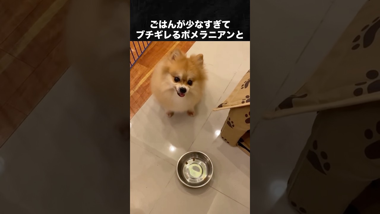 怒っても怖くない可愛すぎるポメラニアン #ポメラニアン #犬 #いぬ #動物
