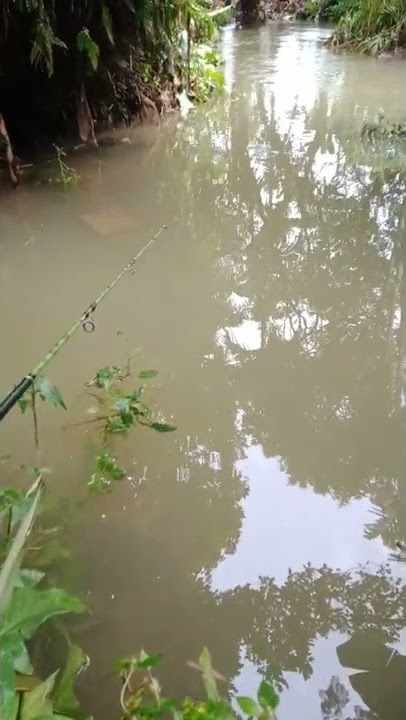 HIBURAN!!! pelampung  bergoyang apa yang terjadi,#mancingliar #mancingdisungai #mancinglele