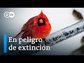 Aves - Supervivientes con superpoderes | DW Documental