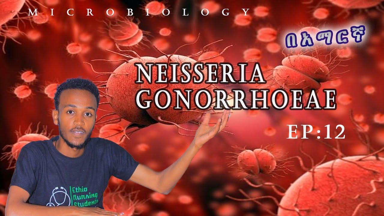 Microbiology Neisseria gonorrhoeae Ep: 12  በአማርኛ