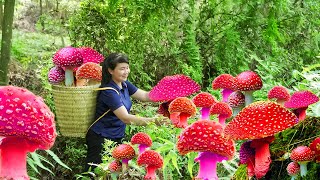 How to Harvest red Mushroom, goes to the market sell  Harvesting and Cooking | Tieu Vy Daily Life
