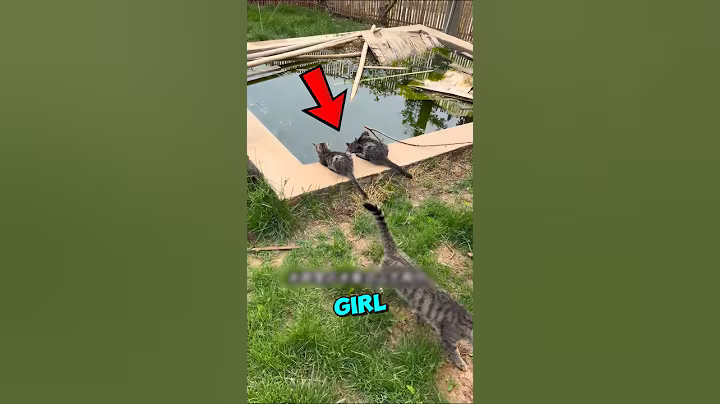 Esta chica SALVÓ el agua de los gatos