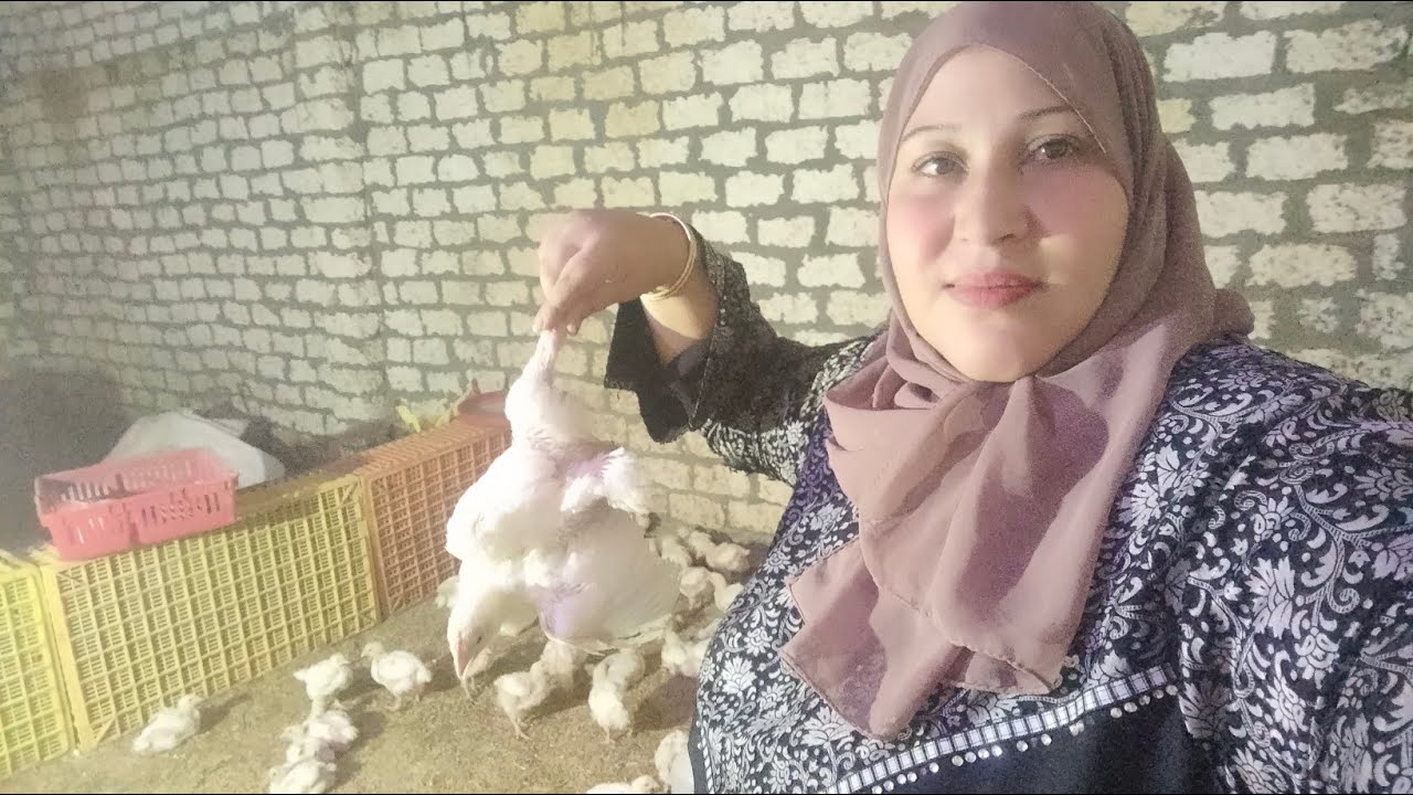 اليوم 17فى دورة الكتاكيت البيضاء وعلاج الاسهال البنى هتقضي على الإسهال البنى وقلة اكل الفراخ والعطس